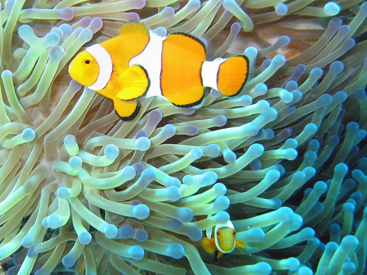 Ocellaris clownfish (Amphiprion ocellaris) among tentacles of a sea anemone