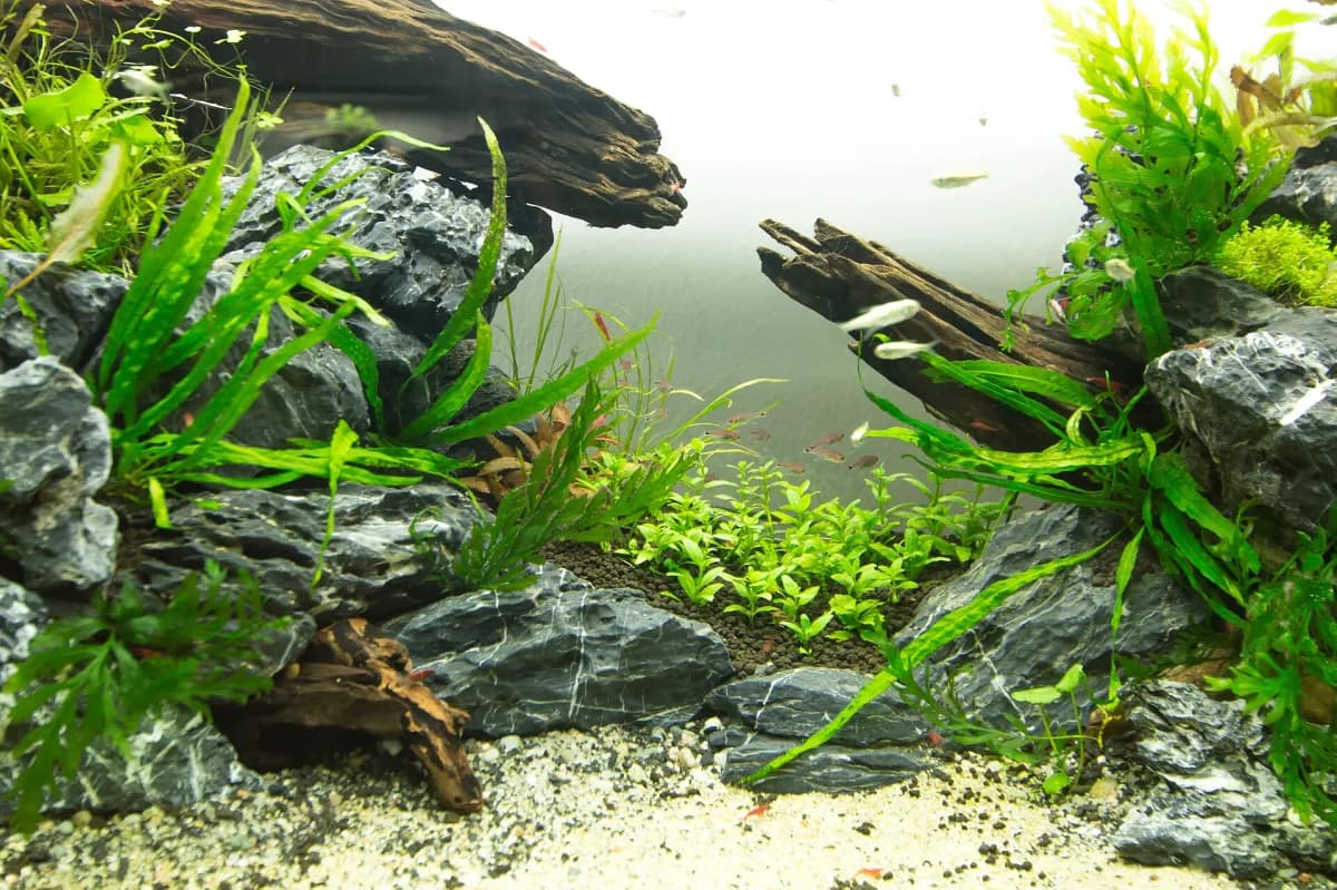 Planted community aquarium with driftwood, rocks, and a school of small tetras
